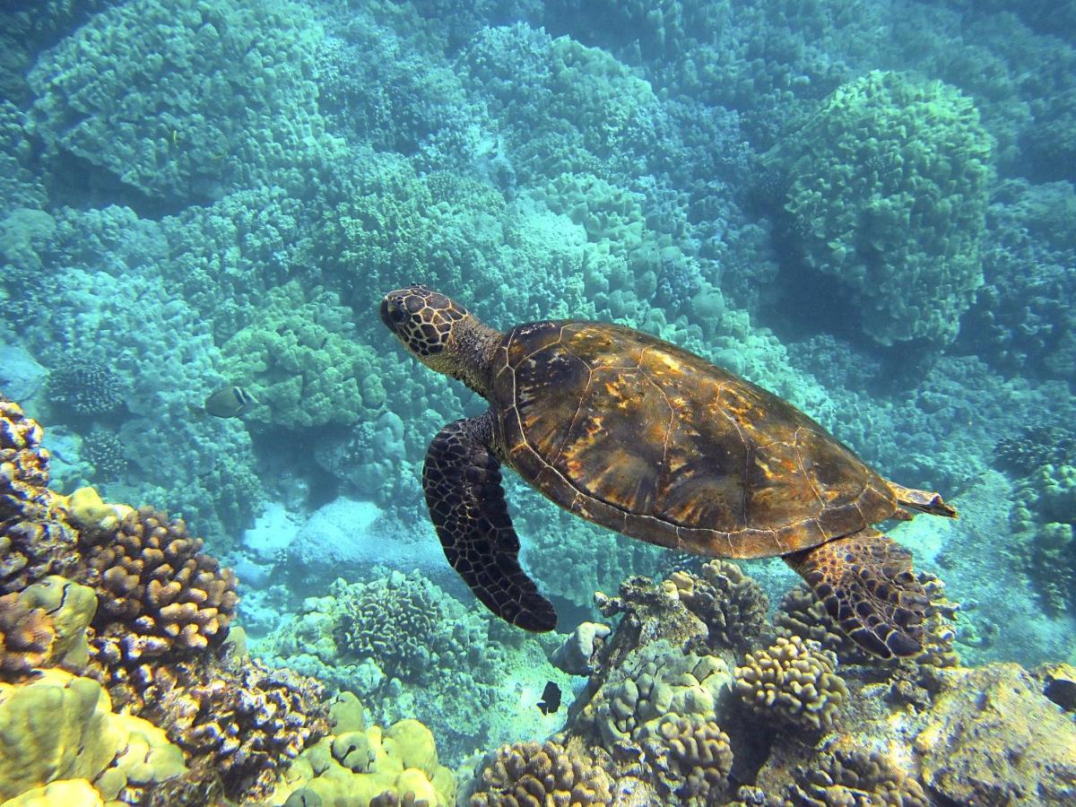 Superbe Bord De Mer, Acces Lagon Et Piscine Privee Paea Exterior photo